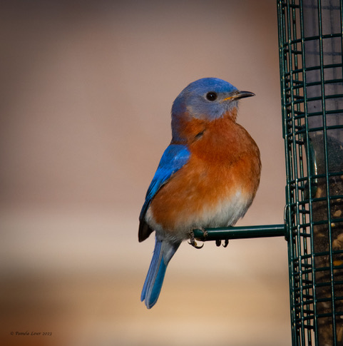 Photo by Pam Lever of a bluebird on a feeder