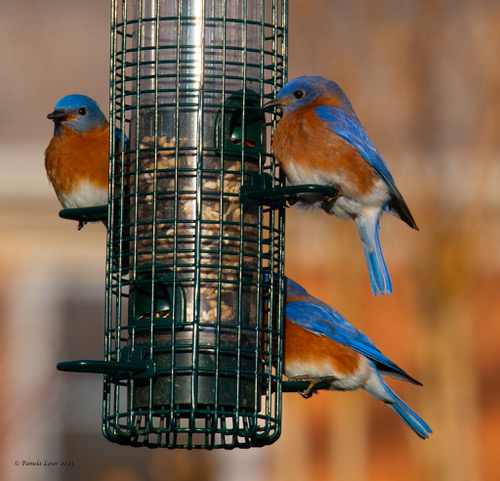 Photo by Pam Lever of 3 bluebird on a feeder