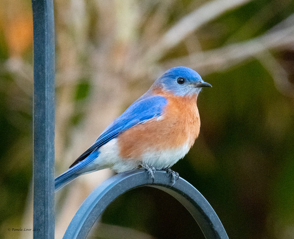 Photo by Pam Lever of a backyard bluebird