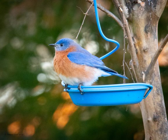 Pam Lever Bluebird on blue feeder Feb. 2023