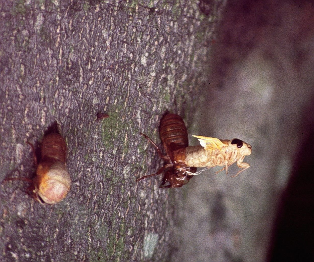 adult cicada emerges from the skin of the nymph