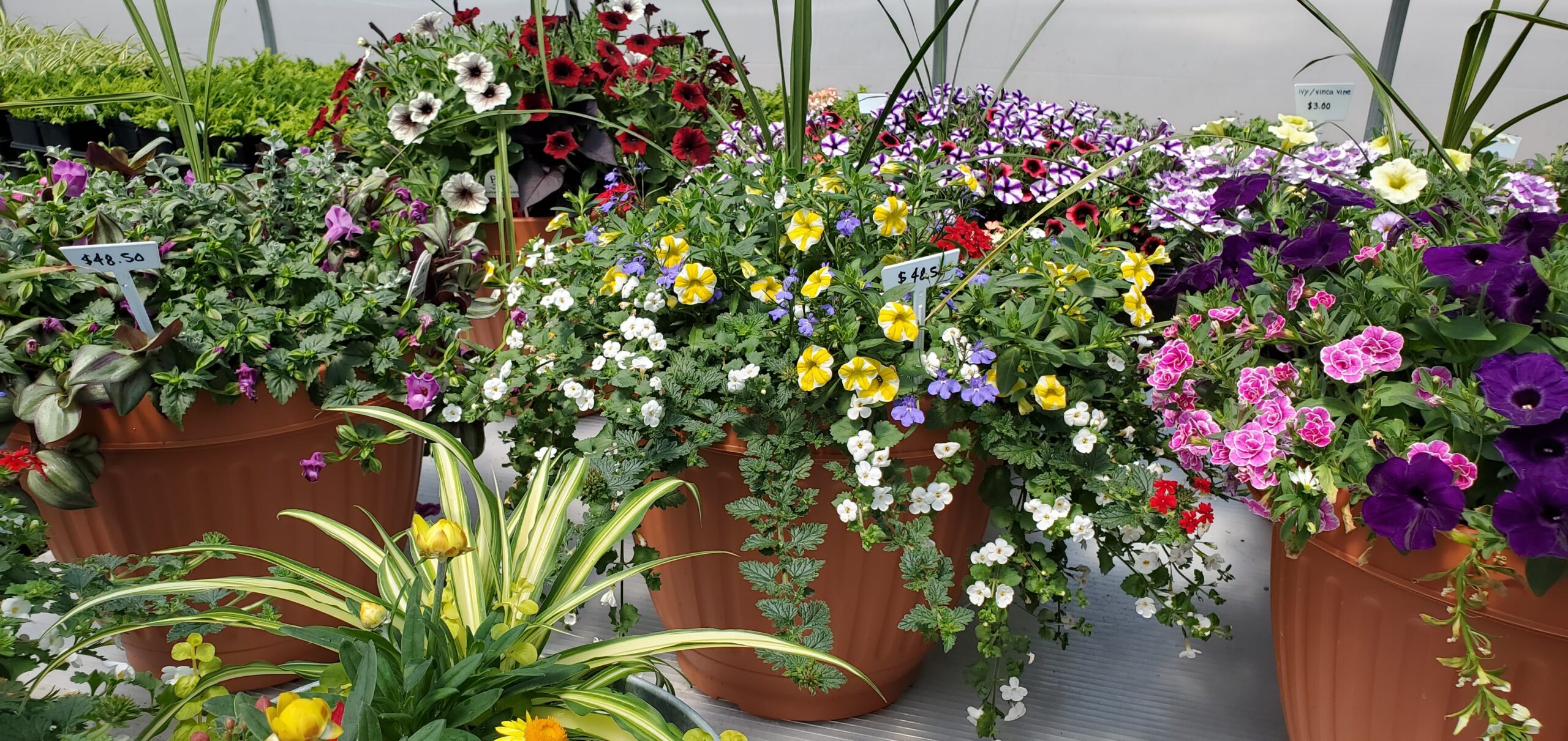 Condon's Nursery Retail Garden Center Custom Pots