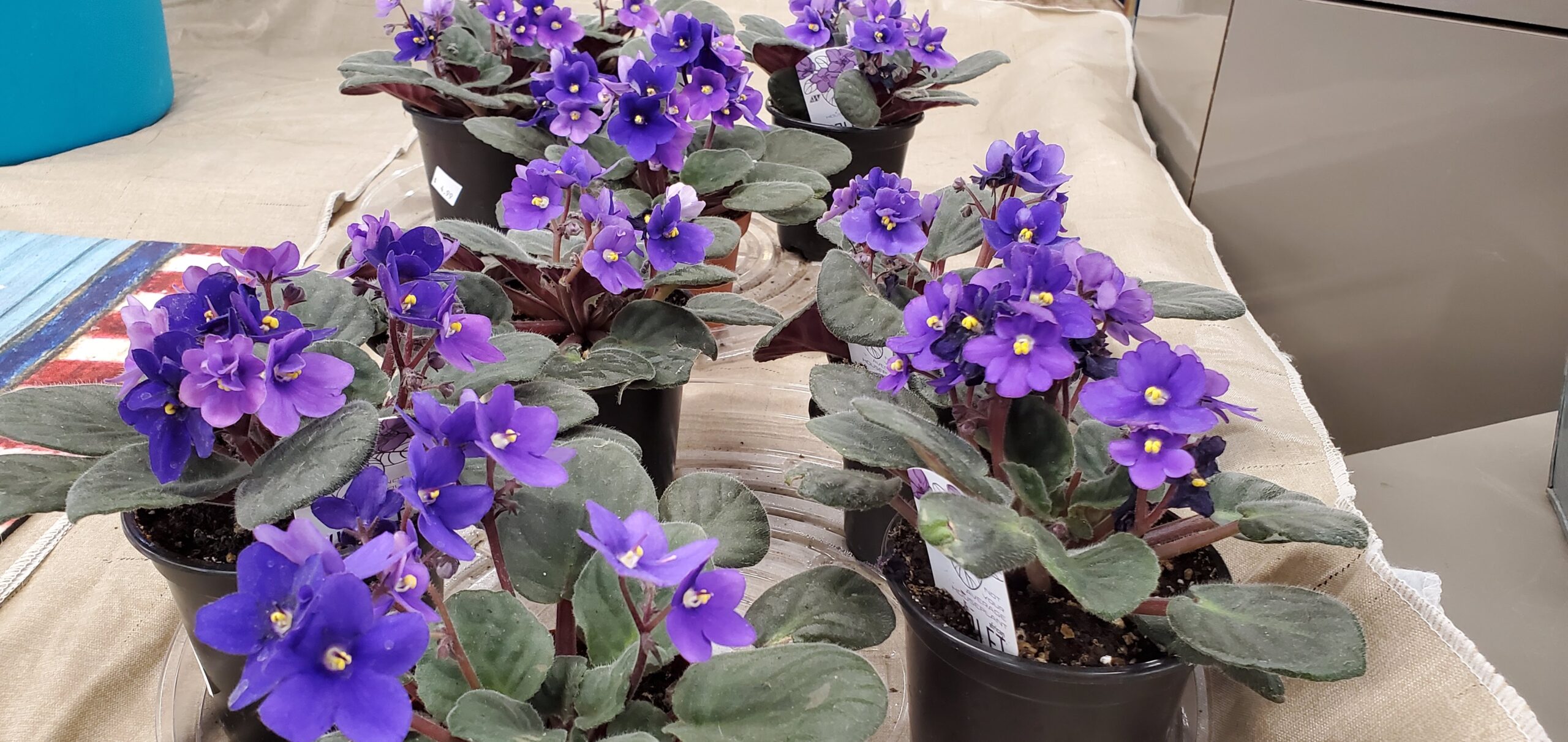 Thanksgiving Farms African Violets