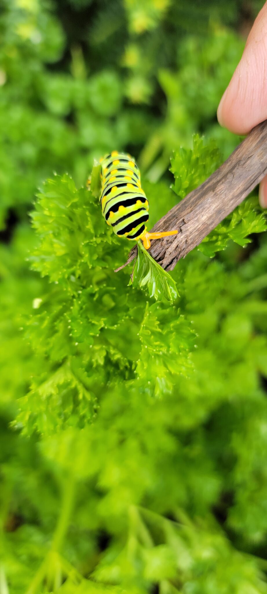 Parsley Caterpillars On Your Parsley Plant Beyond Behnkes