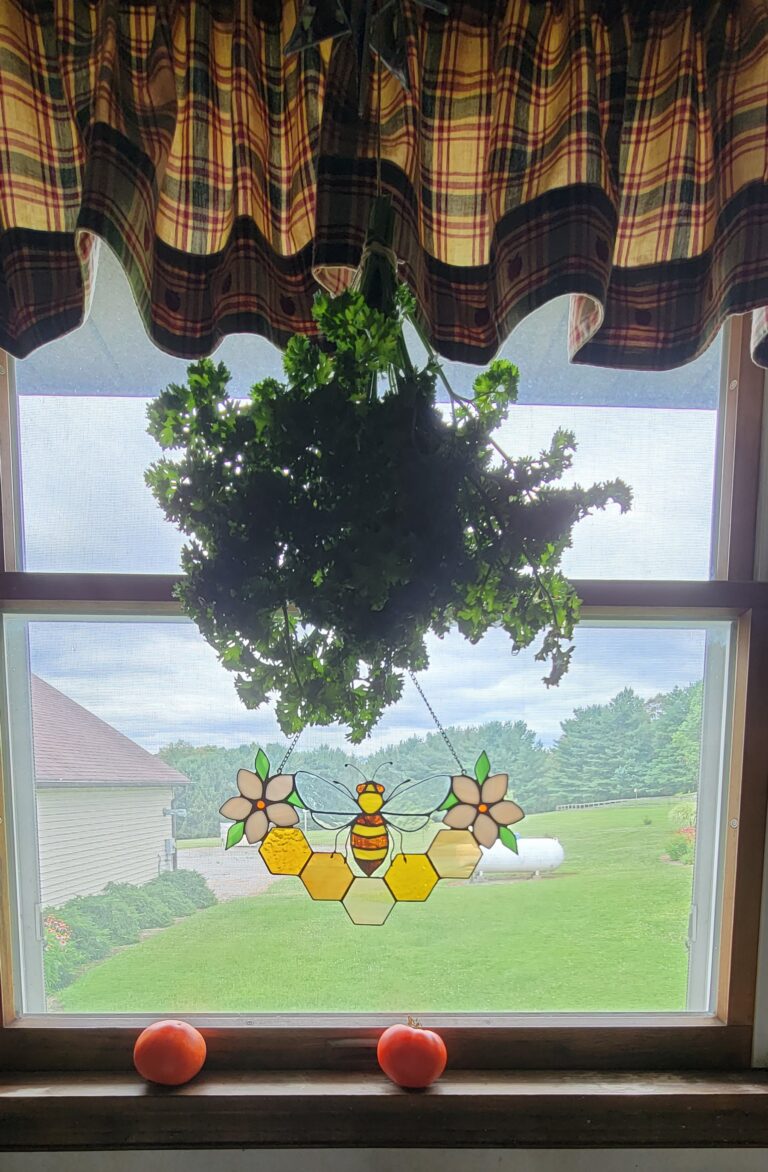 Parsley Caterpillars On Your Parsley Plant Beyond Behnkes