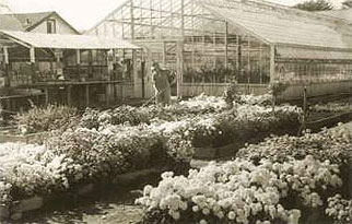 Greenhouse about 1950-1955