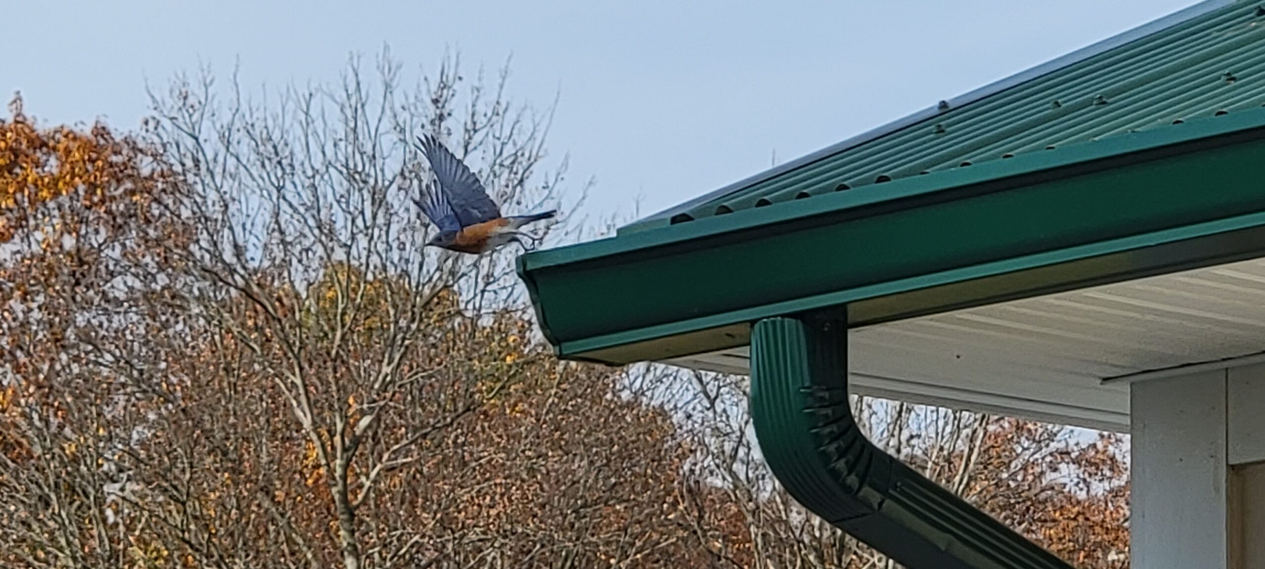 Bluebird in flight