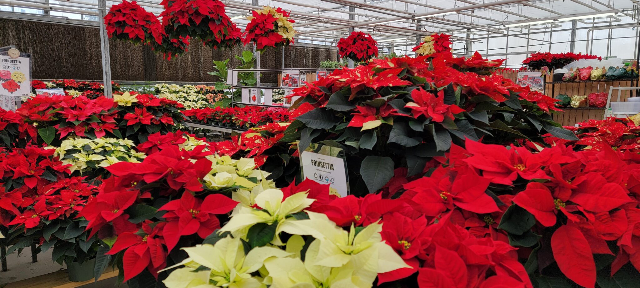 Christmas At Valley View Farms Beyond Behnkes