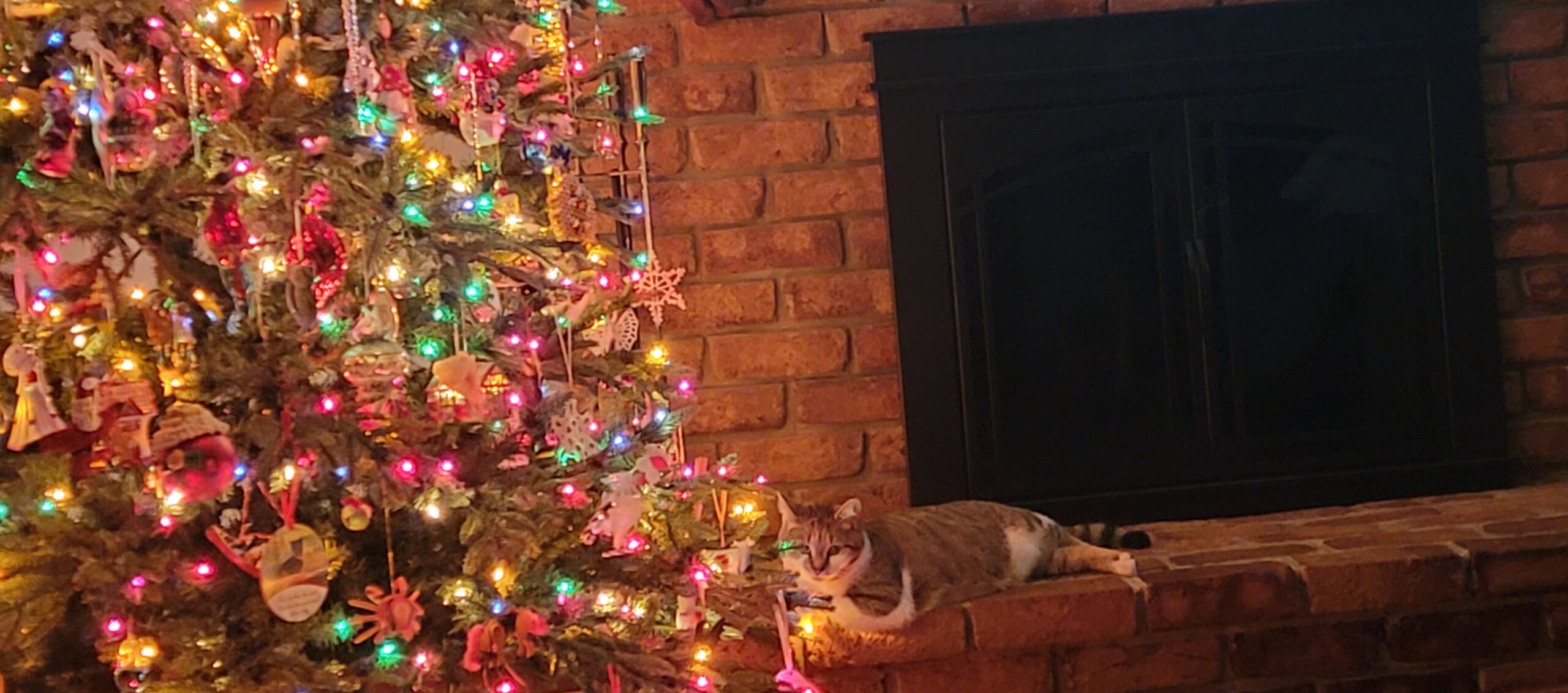 Stephanie's Cat Teddy by Christmas tree