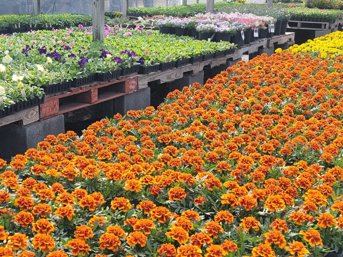 Gambrills Flower Farm Marigolds
