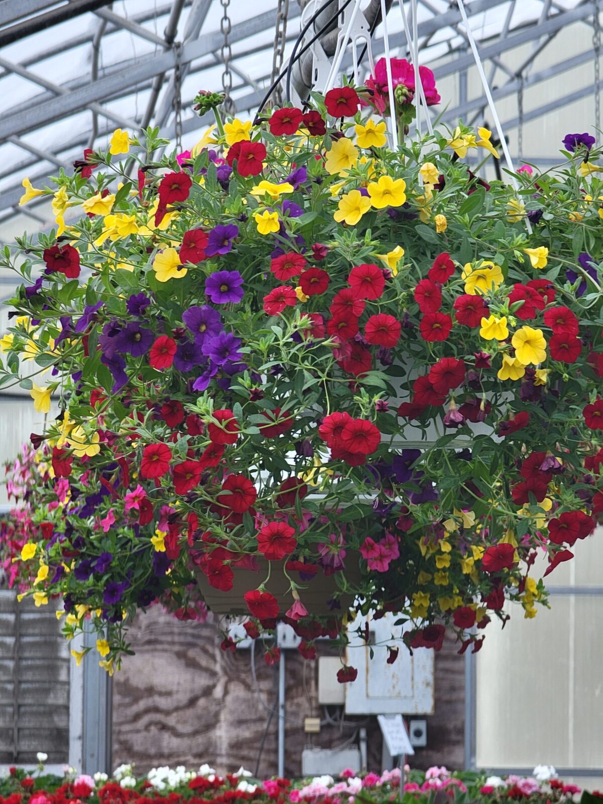 Gambrills Flower Farm Hanging Basket