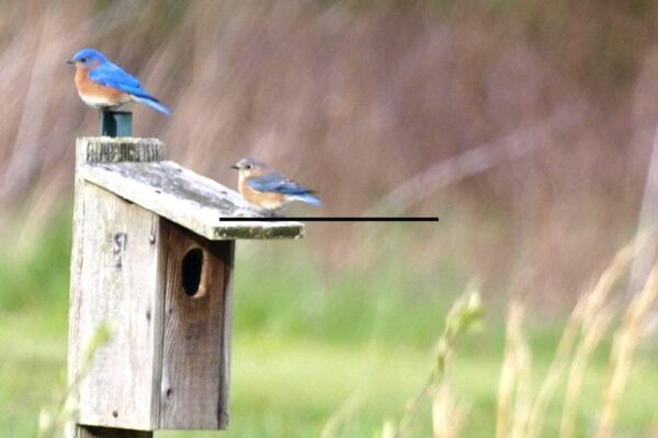 English Bluebird Pair On Nest Box