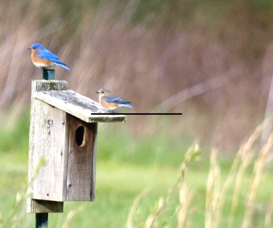 English Bluebird pair on nest box