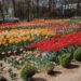 Albert Behnke's Private Tulip Gardens