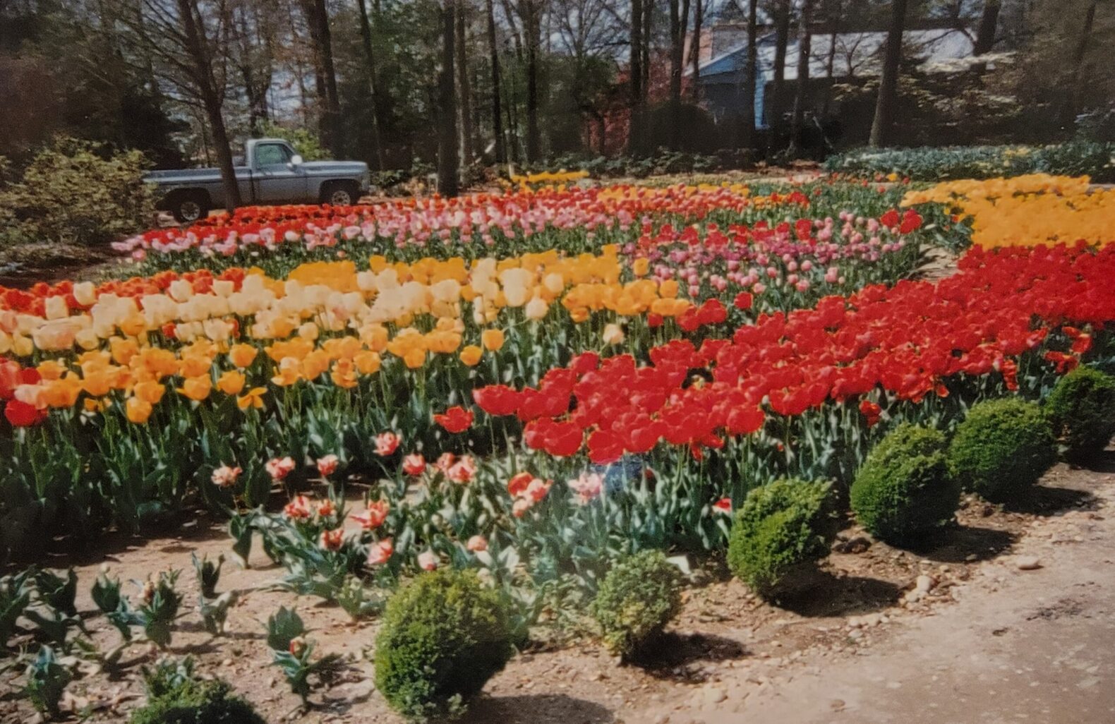 Albert Behnke's Private Tulip Gardens