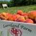 Larriland Farm Fresh Pick Your Own Peaches