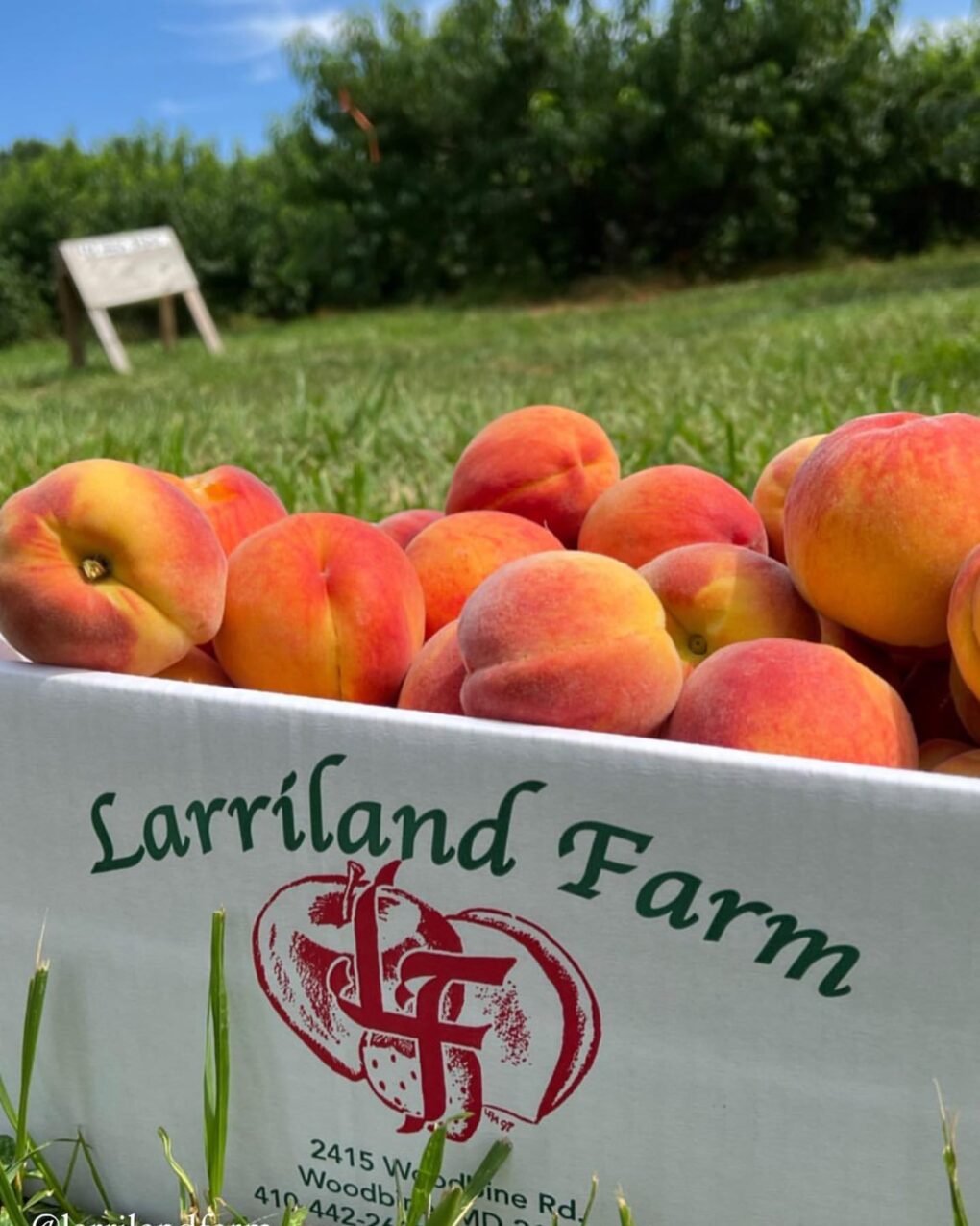 Larriland Farm Fresh Pick Your Own Peaches