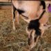 Goat At Howard County Fair