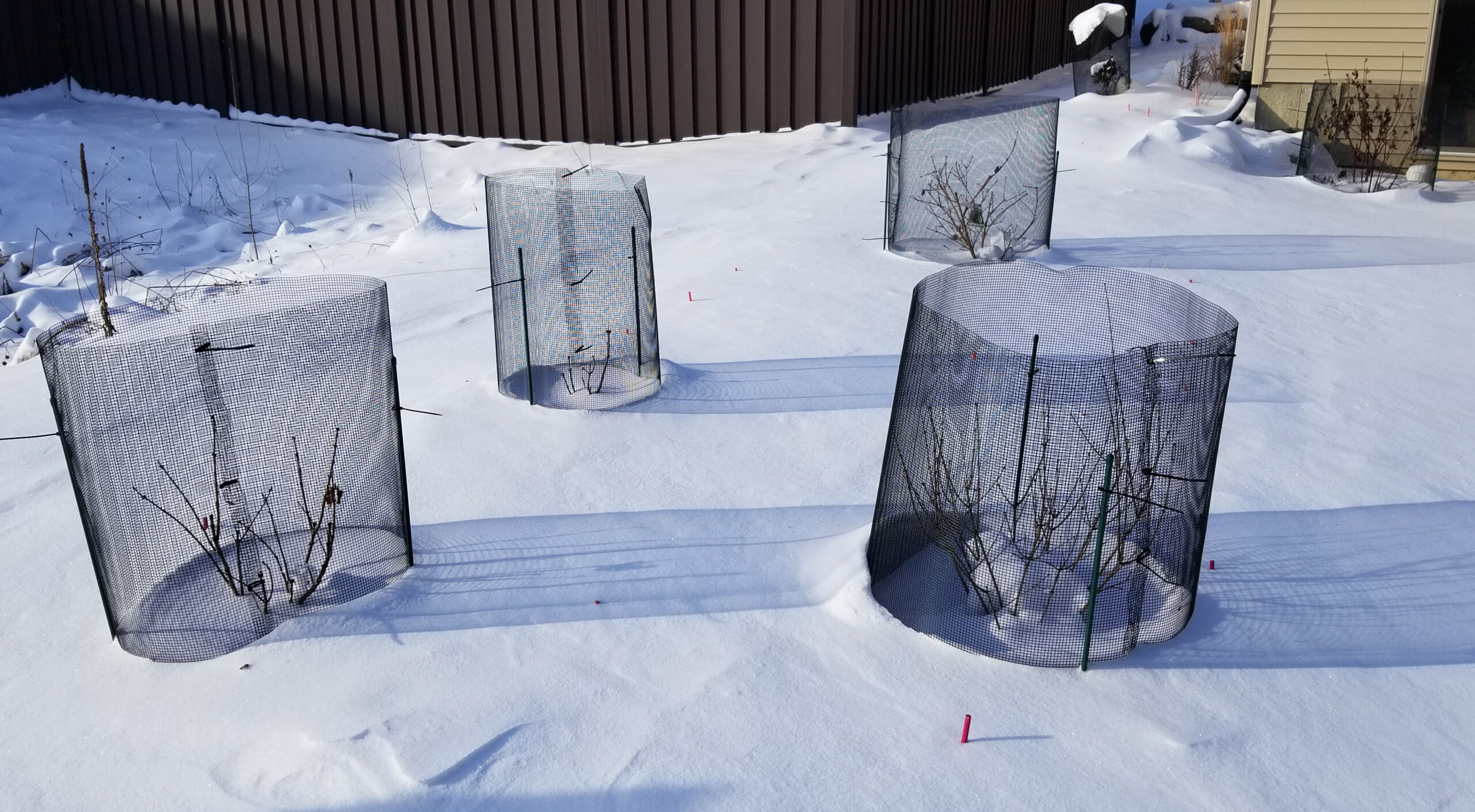 Cages to prevent rabbit and vole damage on shrubs.
