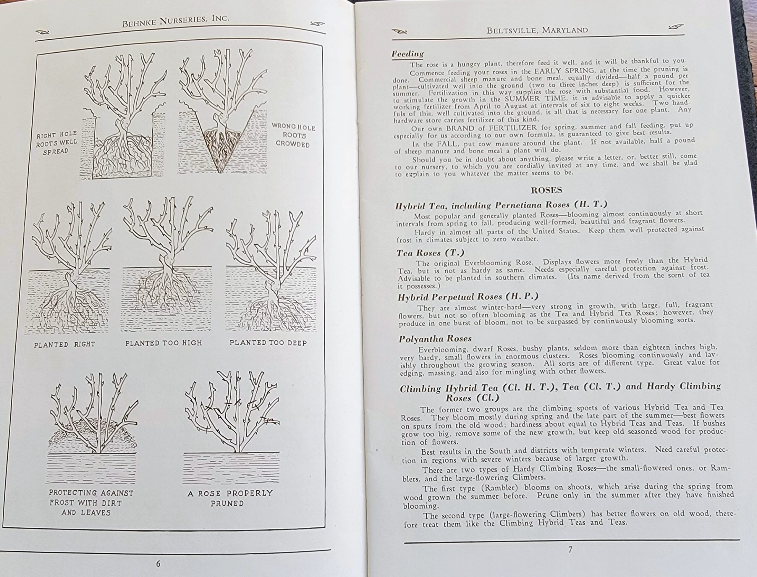 1932 Behnke Nurseries Roses Catalog How To Plant Roses