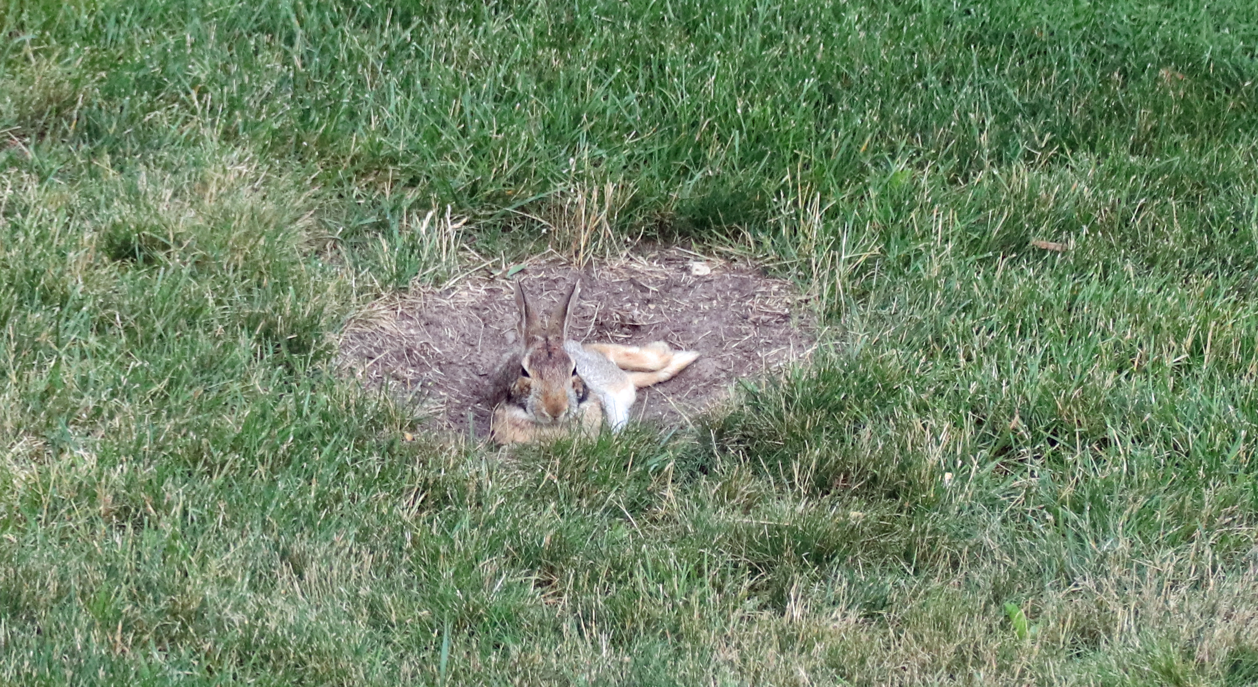A Very Content Rabbit; Hurley Garden, Middleton