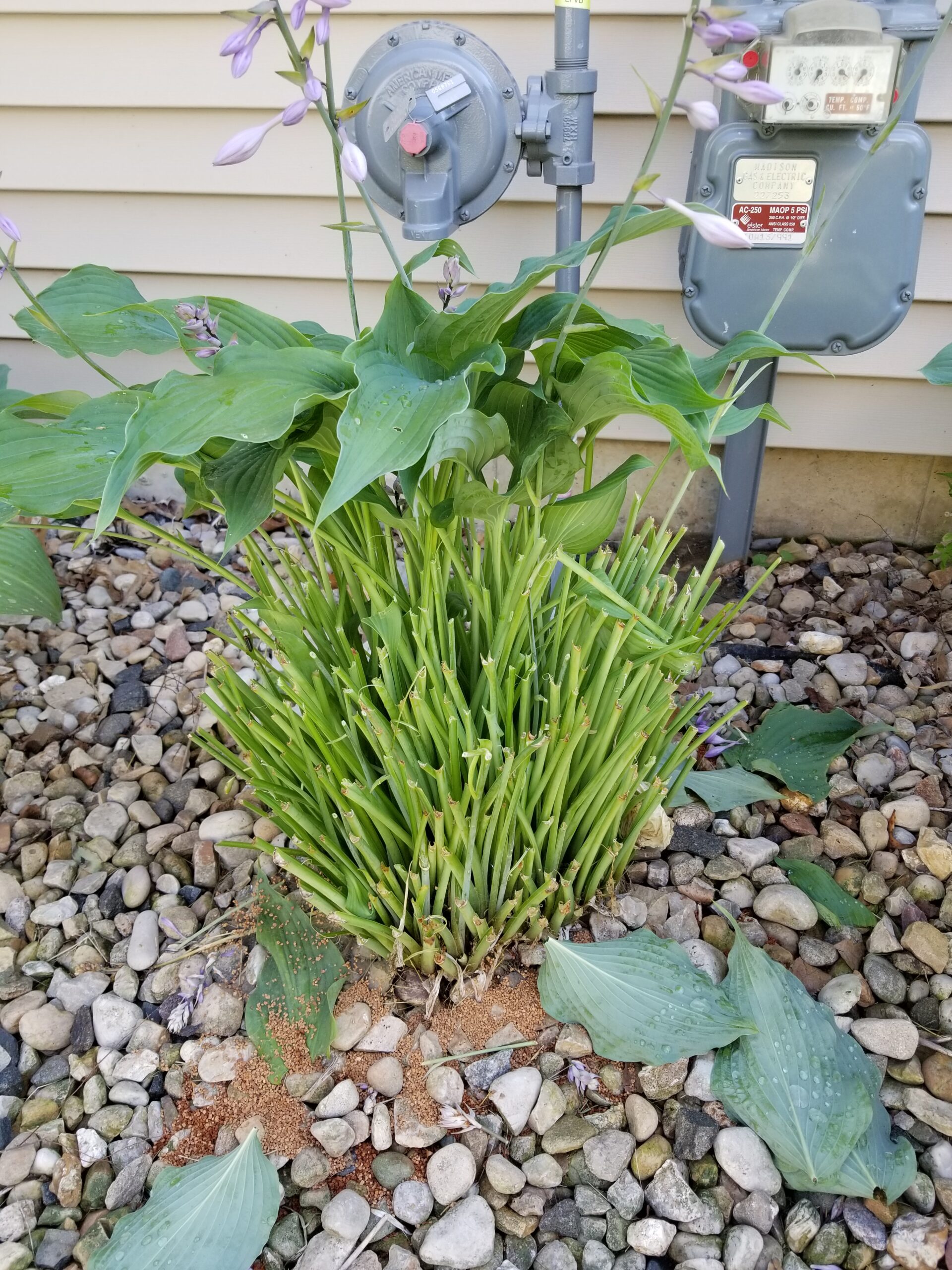 Rabbit Damaged Hosta