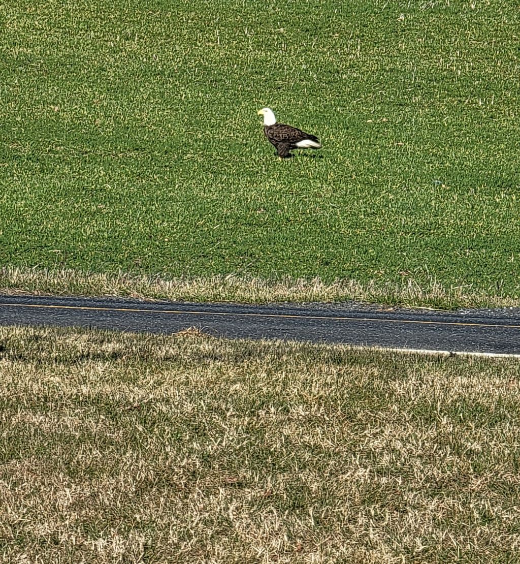 Bald Eagle Bald Eagle