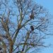 Two Bald Eagles In Tree Top