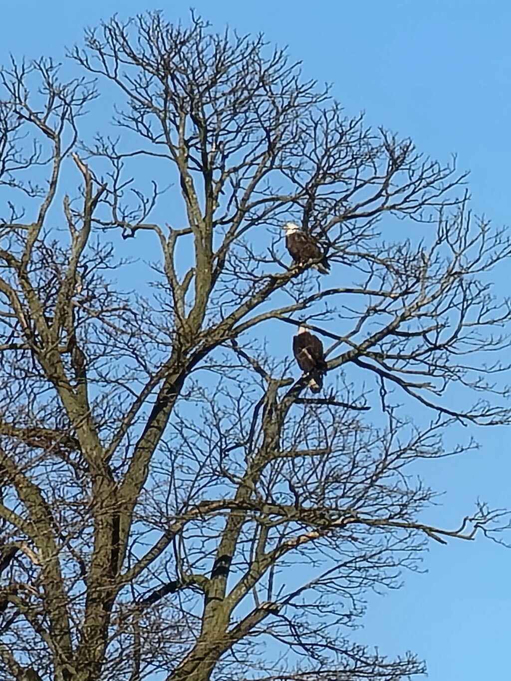 Two Bald Eagles in Tree Top