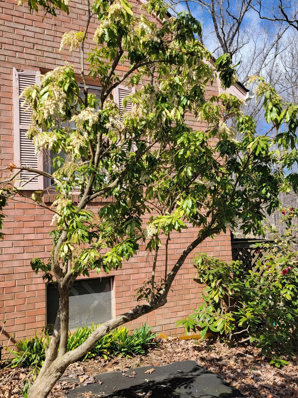Pieris japonica