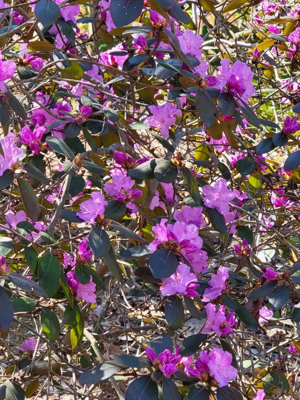 P.J. M. ﻿Rhododendron