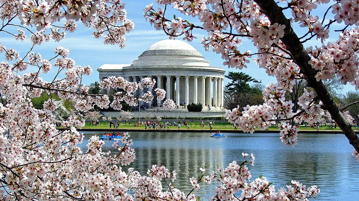 Jefferson Memorial Cherry Blossom TIdal Basin Washington, DC