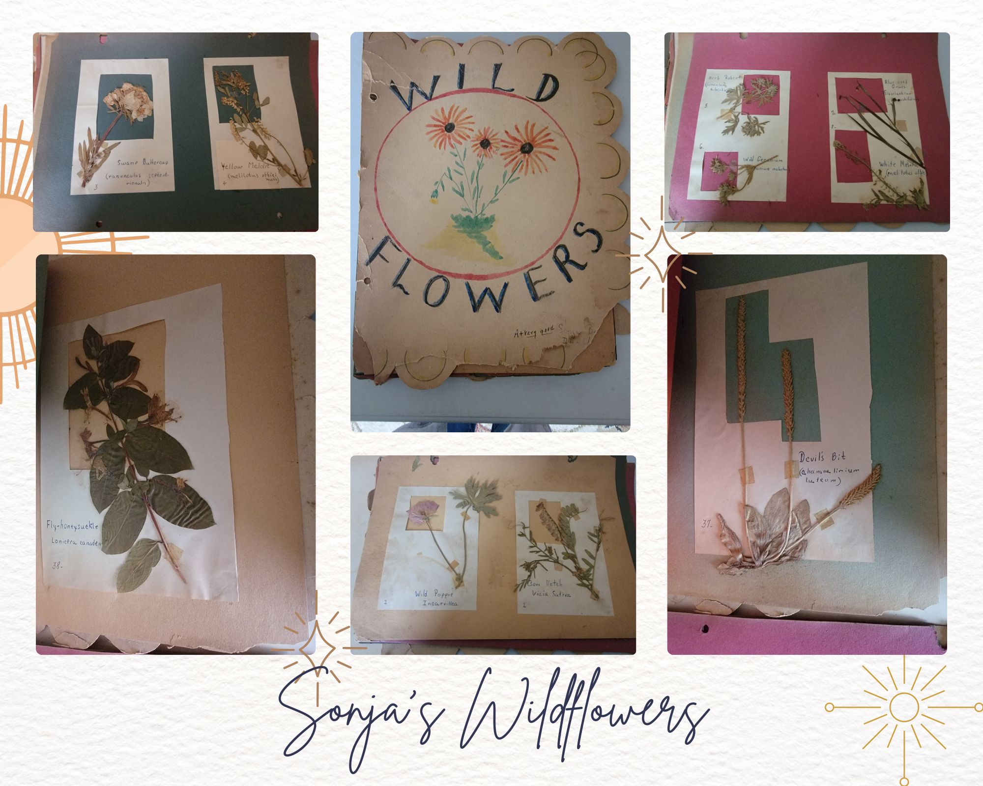 Sonja Behnke's Wildflowers 1