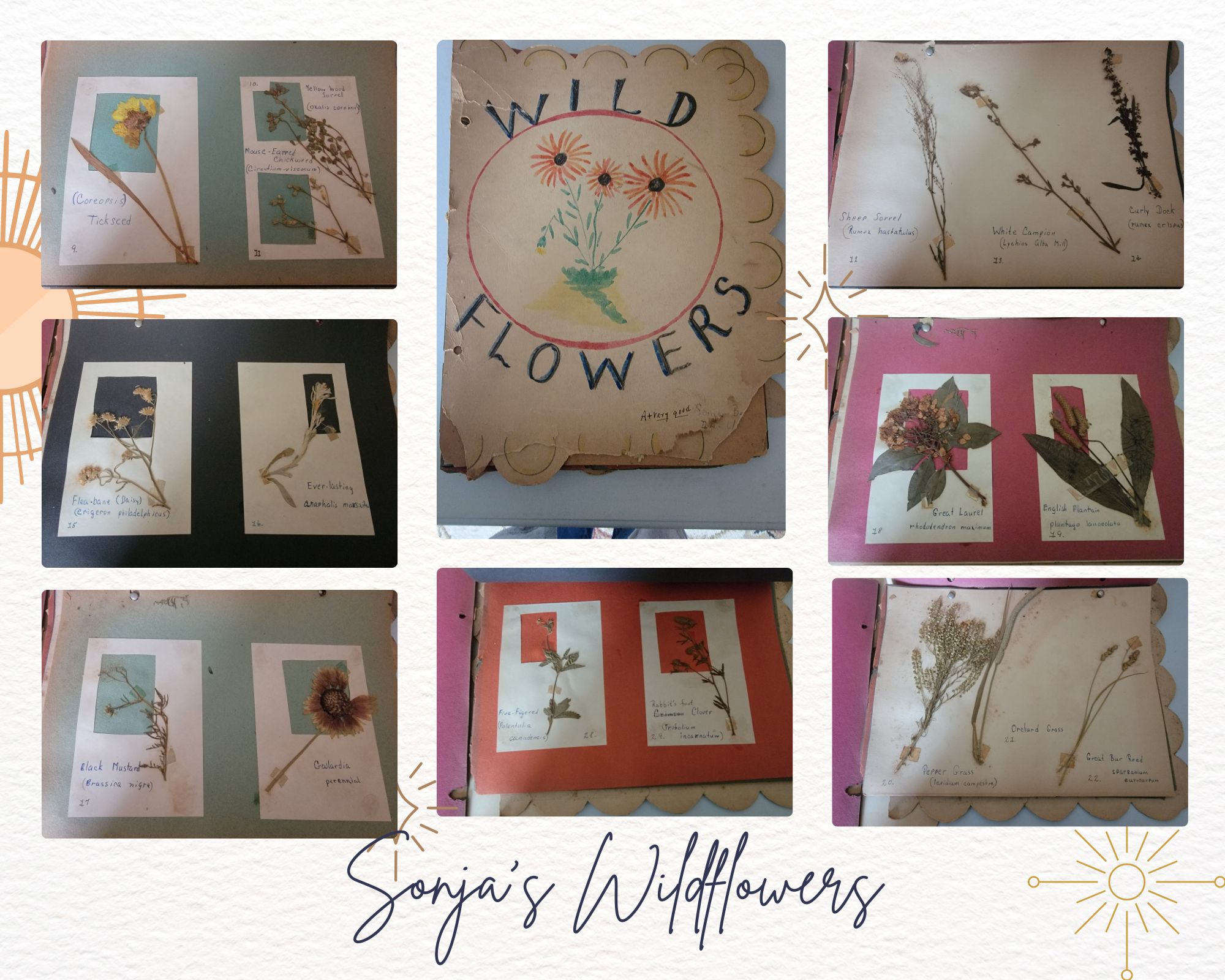 Sonja Behnke's Wildflowers pg 2