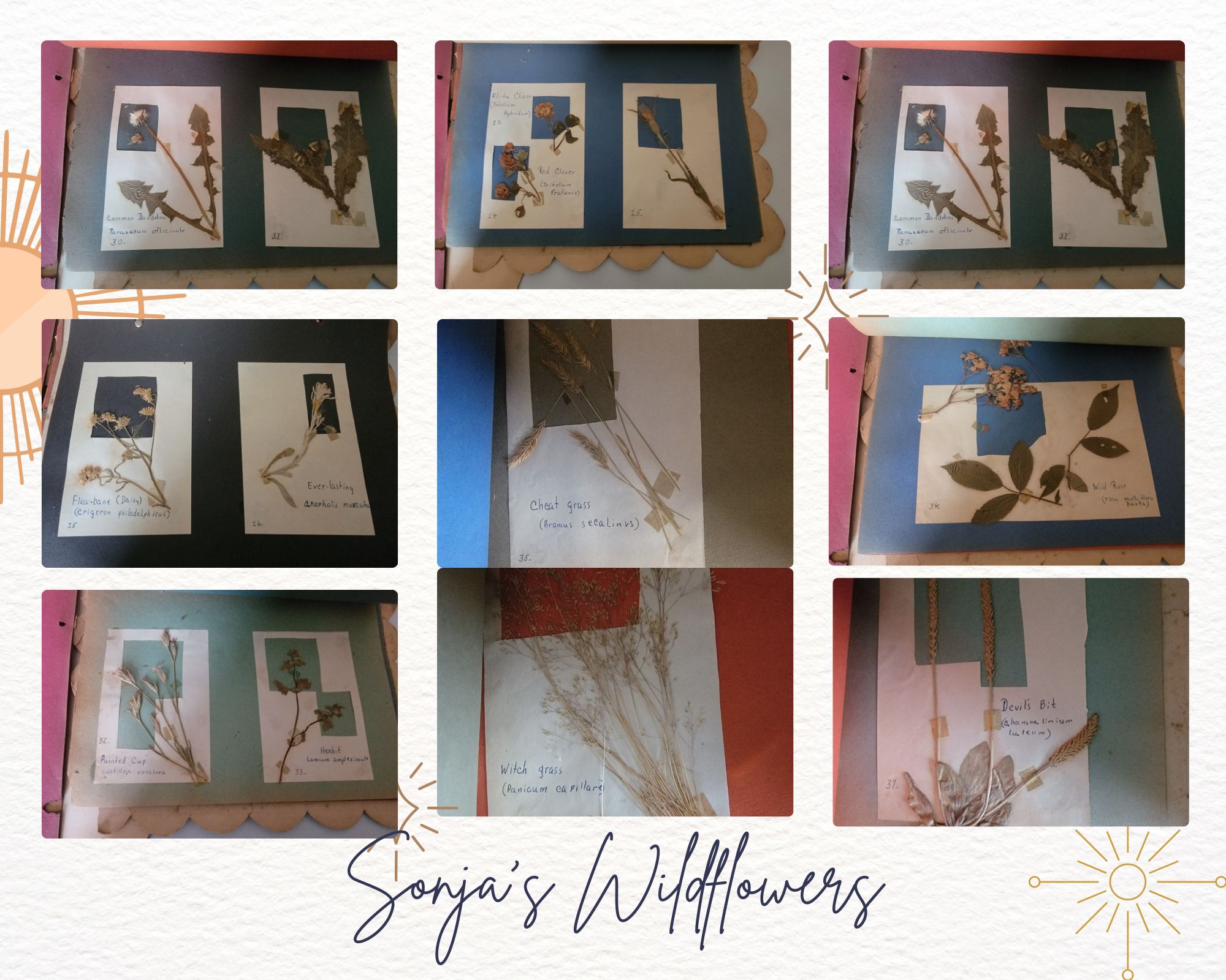 Sonja Behnke's Wildflowers