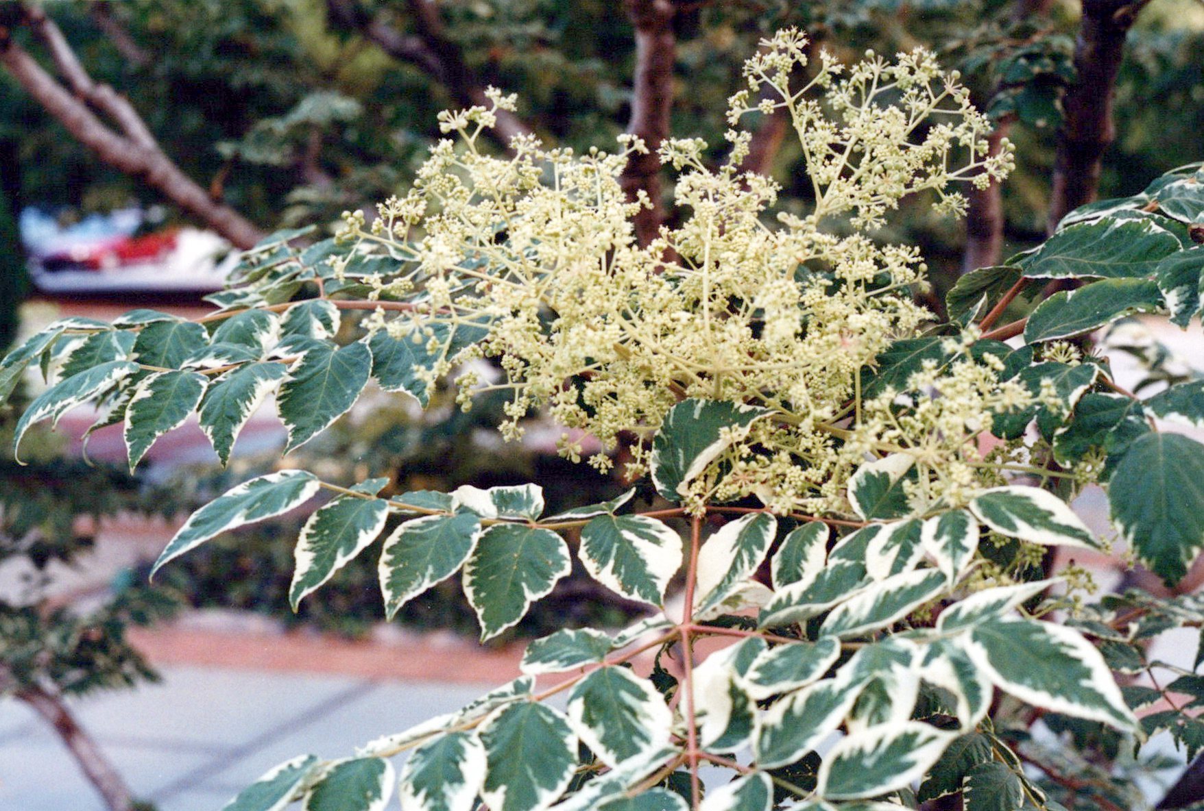 CLose Up of the Variegated Aralia at Longwood Gardens 1990