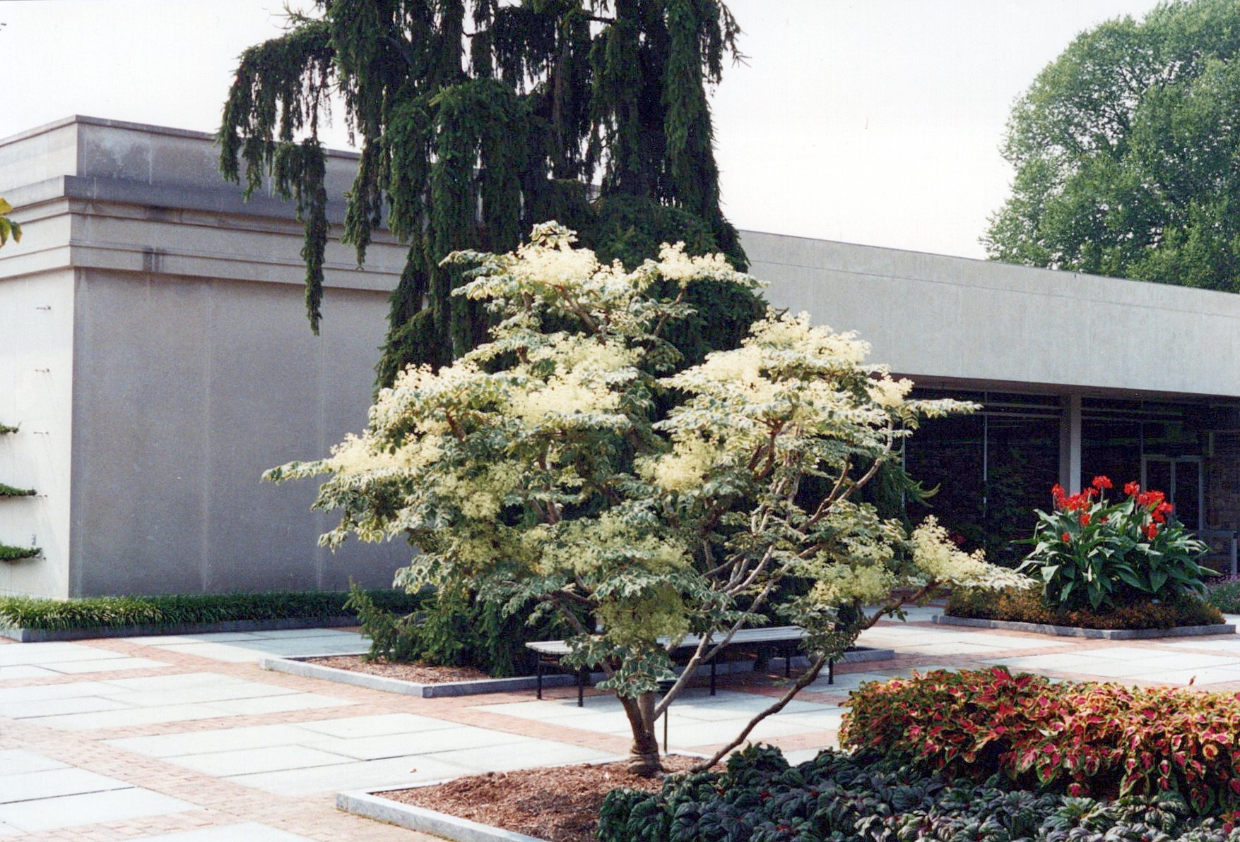 Variegated Aralia at Longwood Gardens 1990