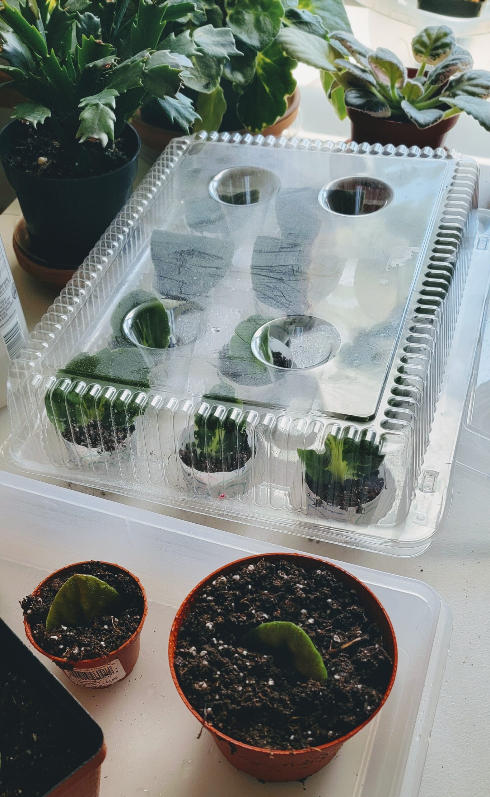 cupcake tray makes a great violet greenhouse