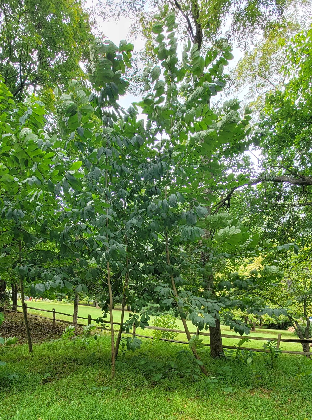 Pawpaw Trees