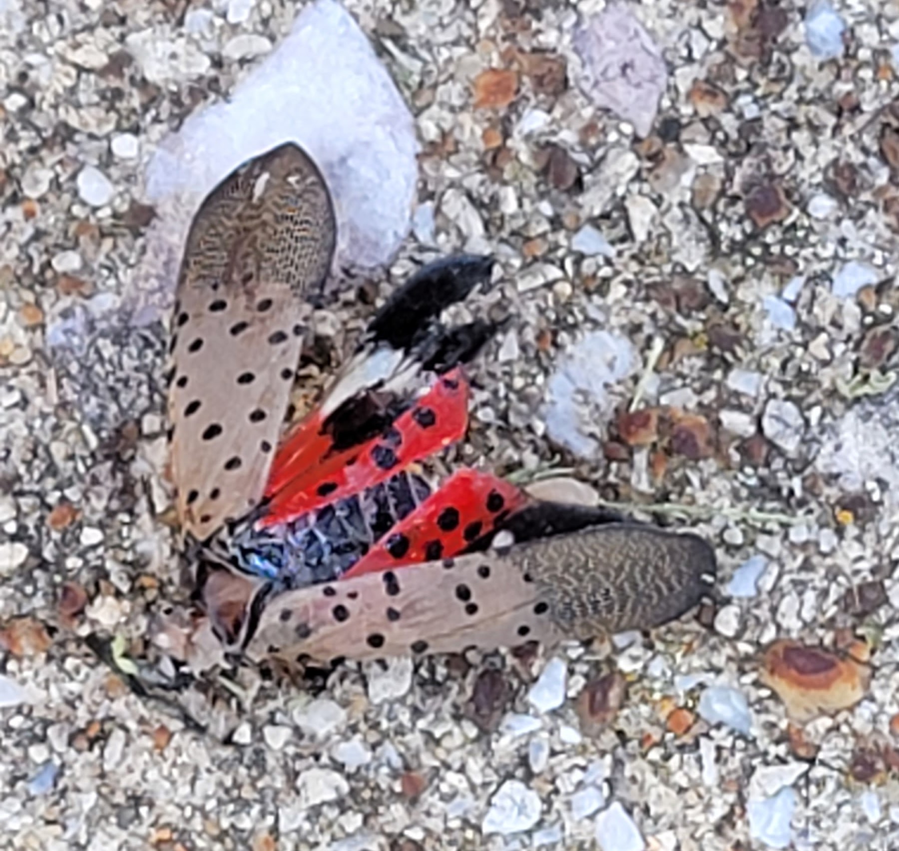 Spotted Lantern Fly Adult Dead