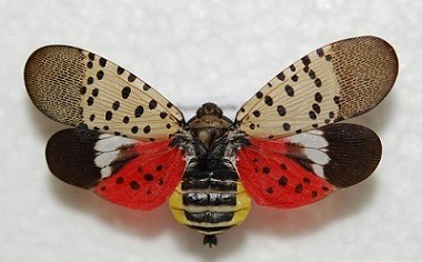 Spotted Lantern Fly Adult Spotted Lantern Fly Adult