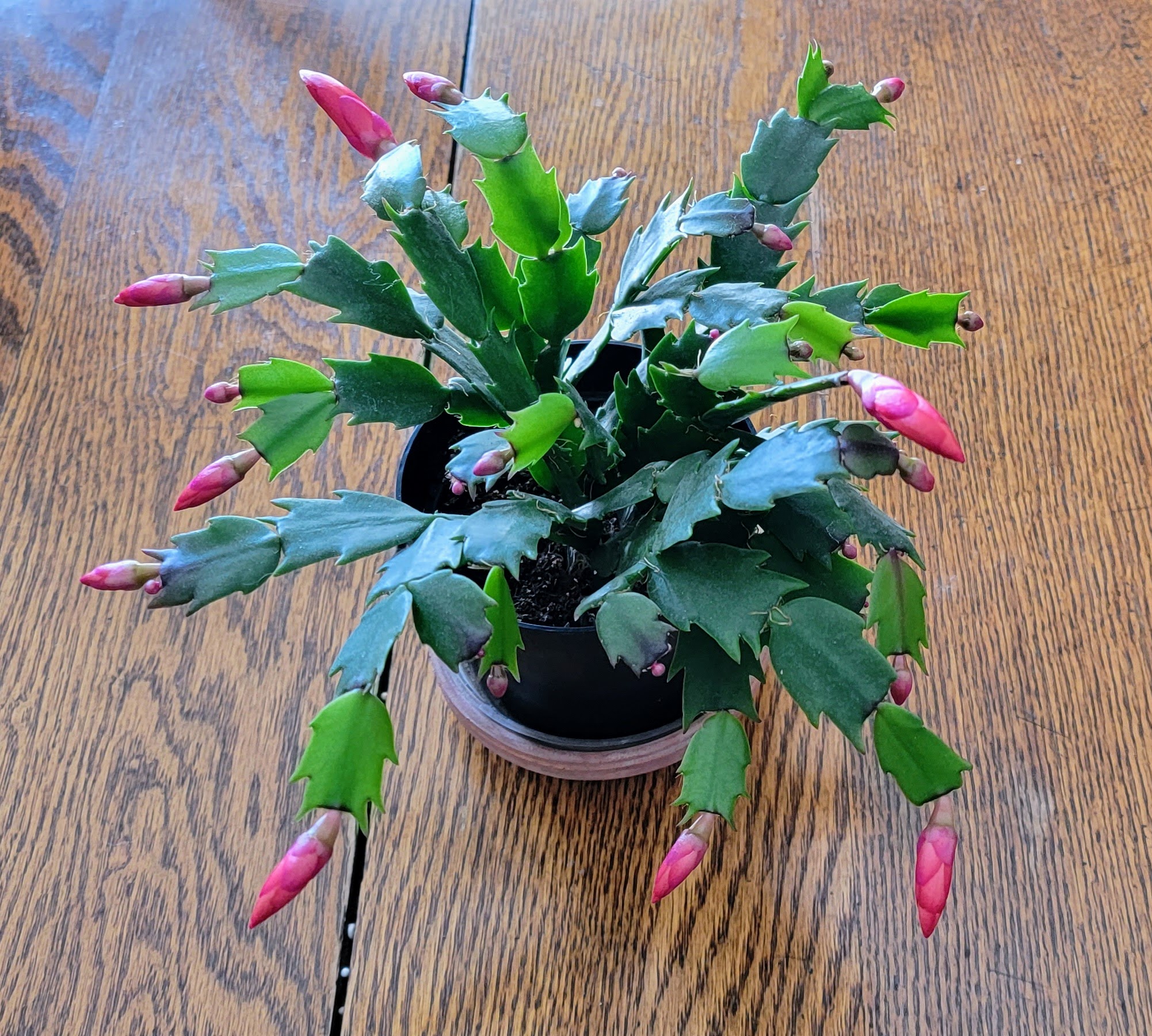 Thanksgiving Catcus