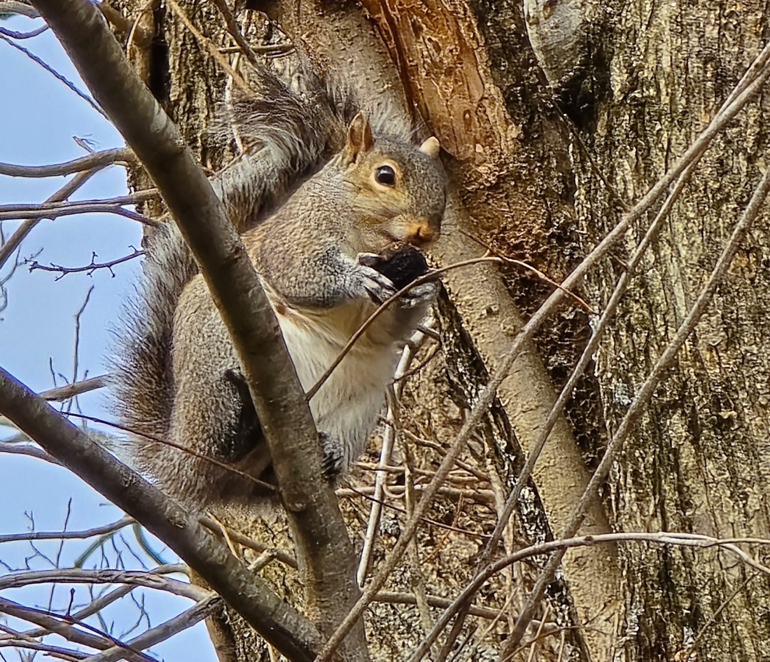 Squirrel eating a walnut high up in a tree