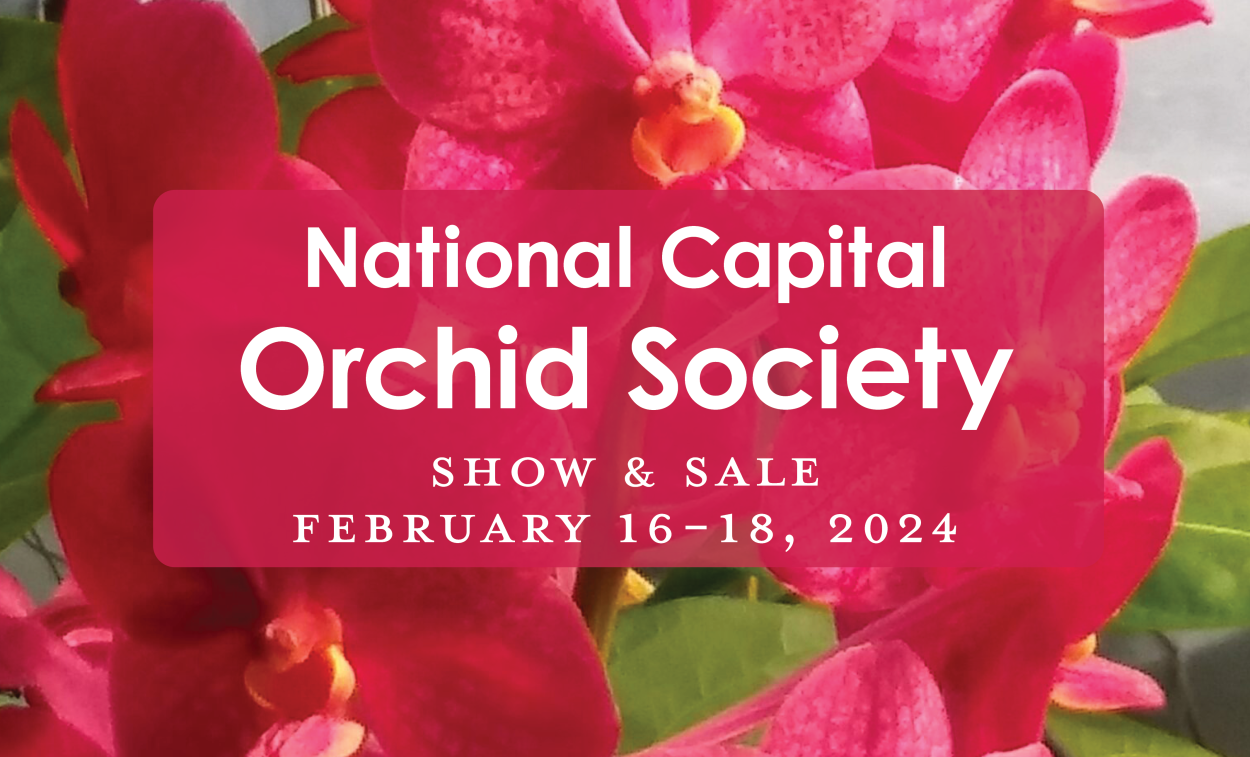 homestead Orchid Show 2024