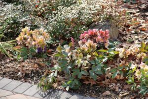 Assortment of Hellebores