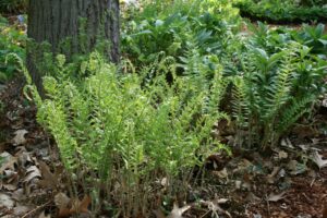 Christmas Fern New Growth in Late Spring 