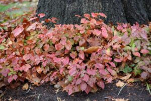 Epimedium x versicolor 'Sulphureum'; Barrenwort Fall Color