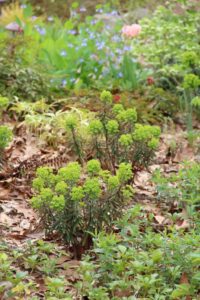 Euphorbia Tiny Tim 