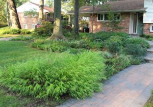 Japanese Forest Grass, Hakonechloa All Gold