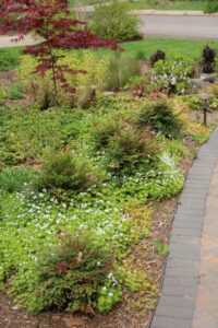 Nandina Gulf Stream with Galium Sweet Woodruff